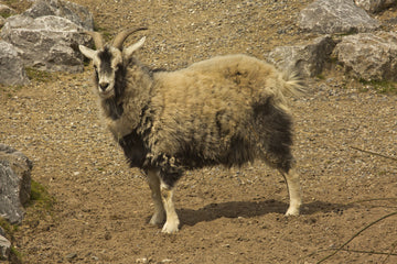 cashmere goat