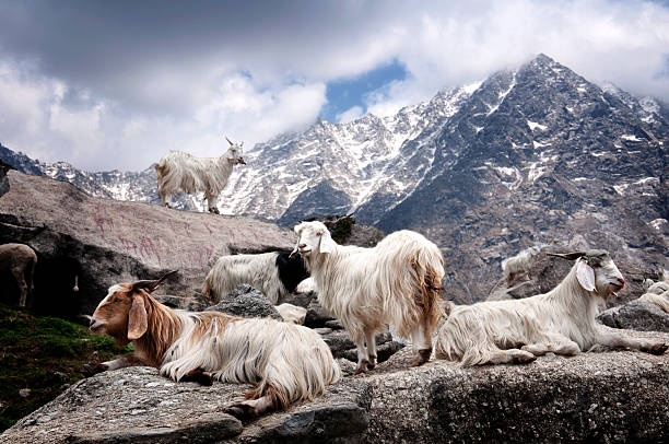 cashmere goat in mountain